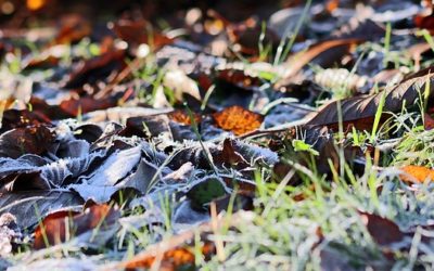 Ce Dimanche : les premières gelées sont arrivées en Haute-Saône avec -0,3°C près de Luxeuil (70)