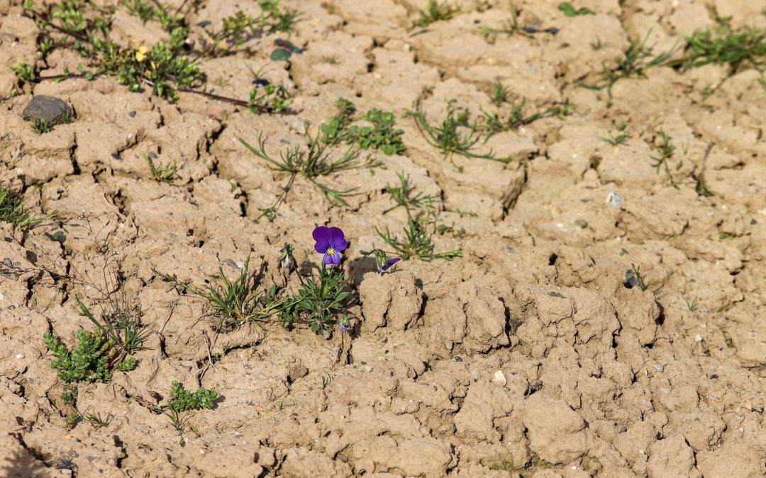 Franche-Comté : Après un mois de Mars très sec, une importante « sécheresse de surface » s’installe