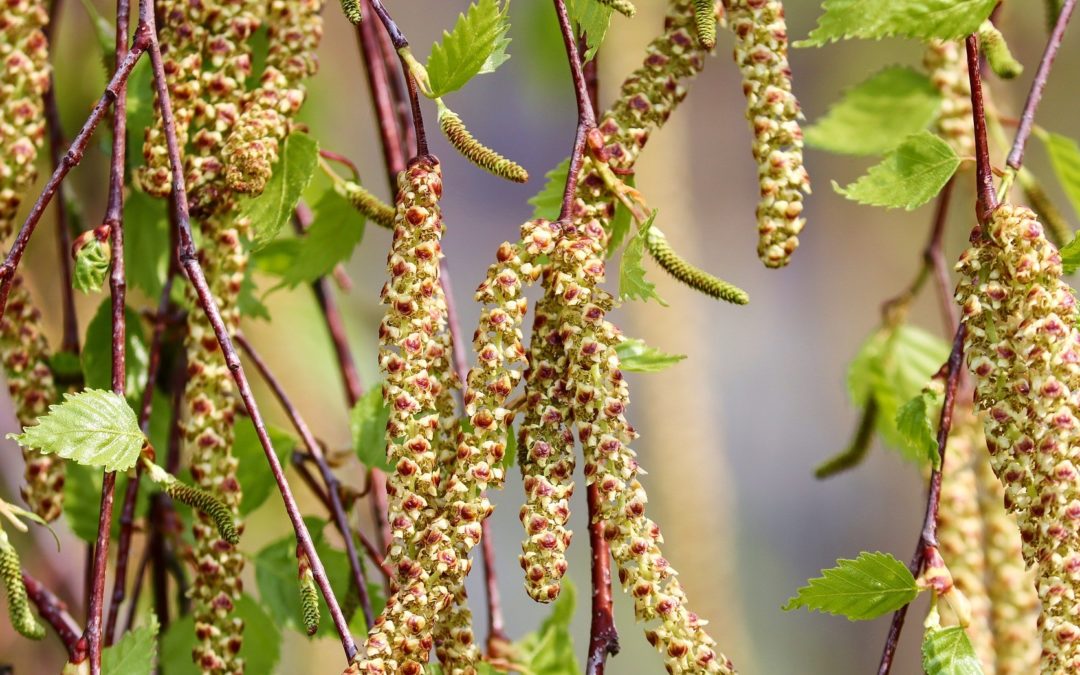 🔴 Pollen du bouleau : Les jours à venir seront «très difficiles» pour les personnes sensibles…